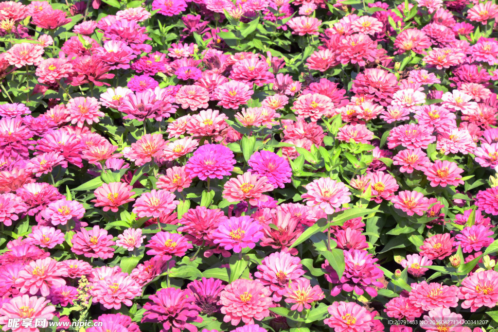 花海
