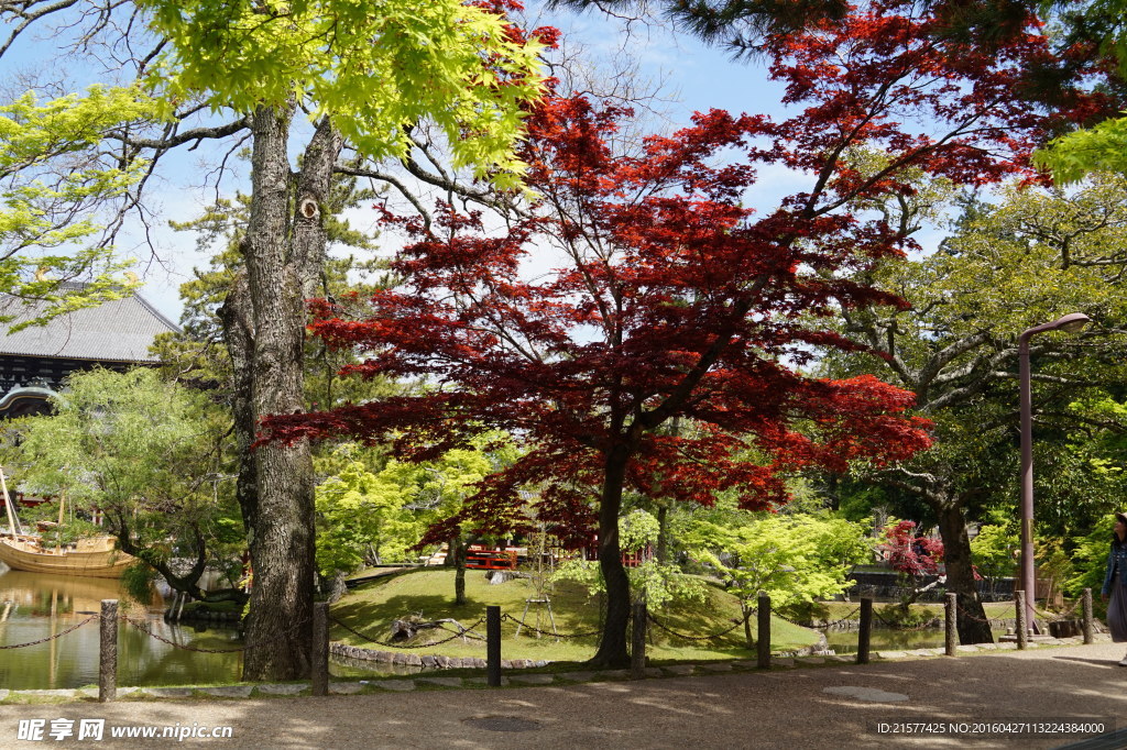 枫叶树
