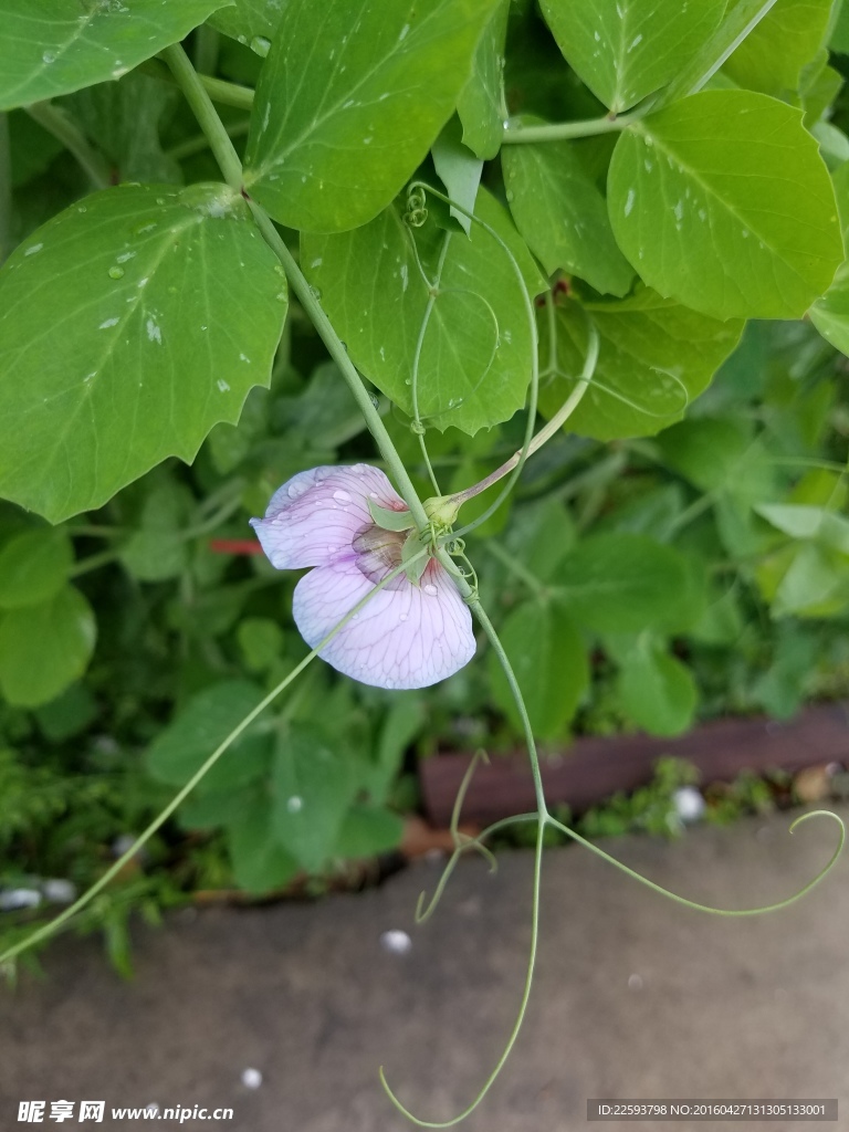 豌豆苗花图片