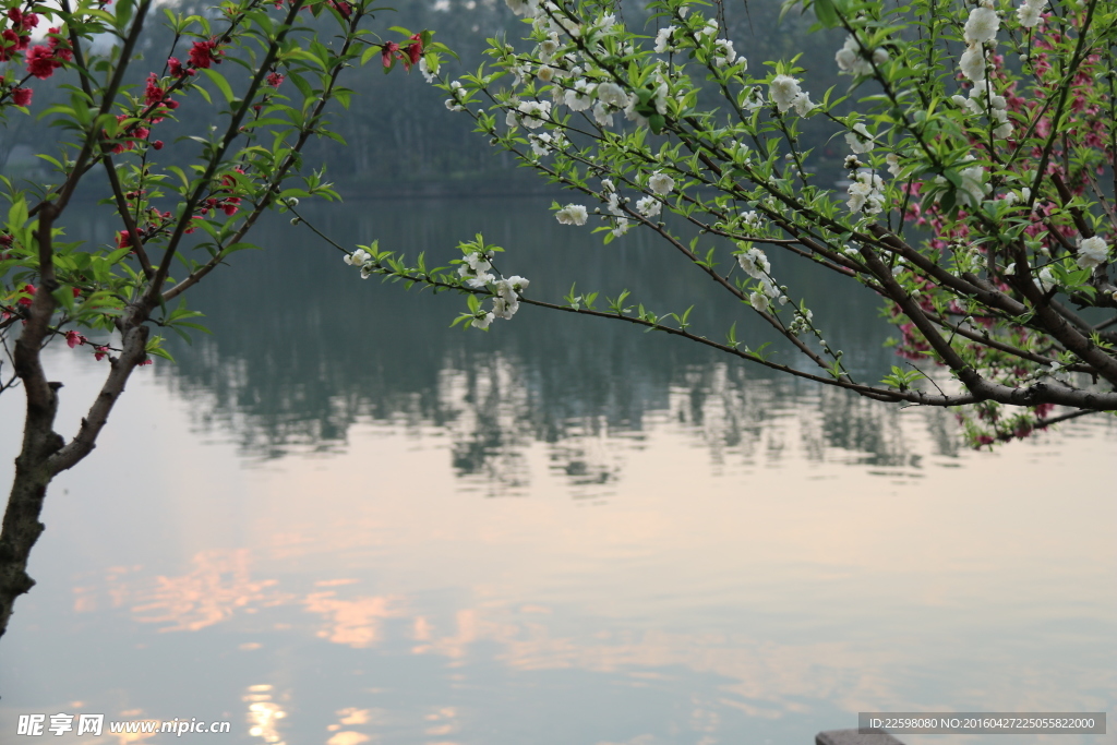 湖畔桃花
