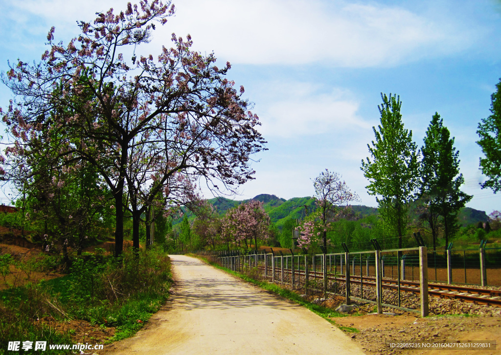 山野桐花