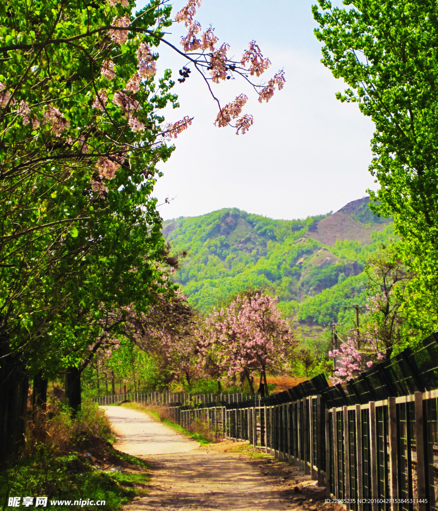 山路弯弯桐花开