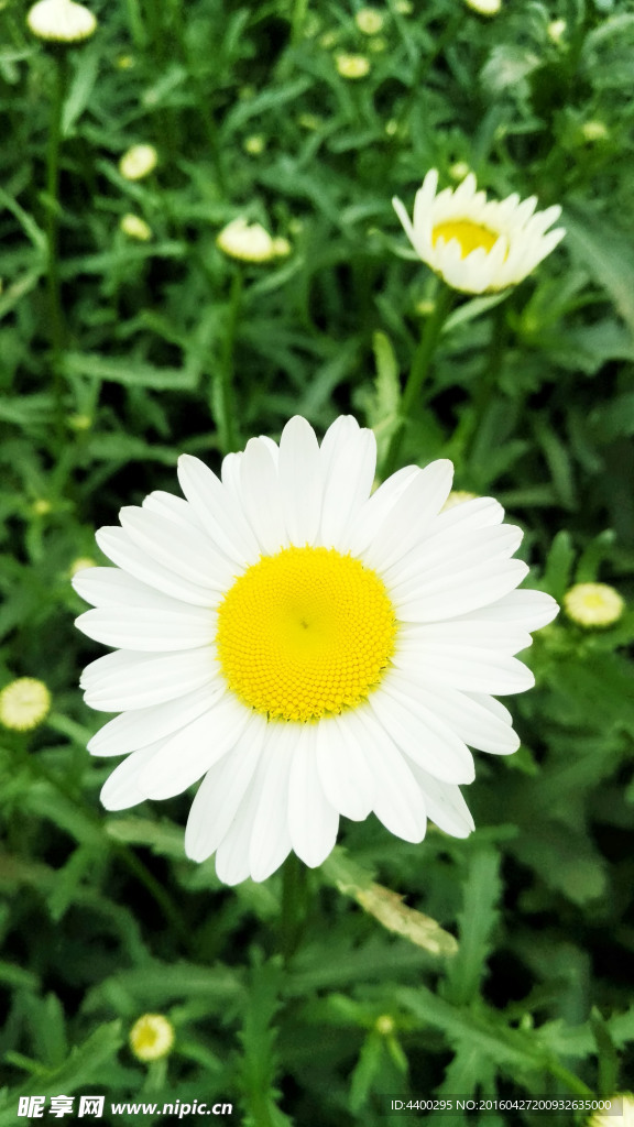 三峡菊花