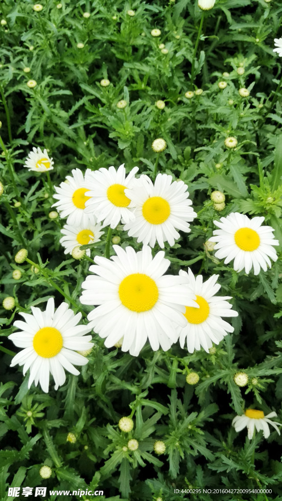 三峡奇潭菊花