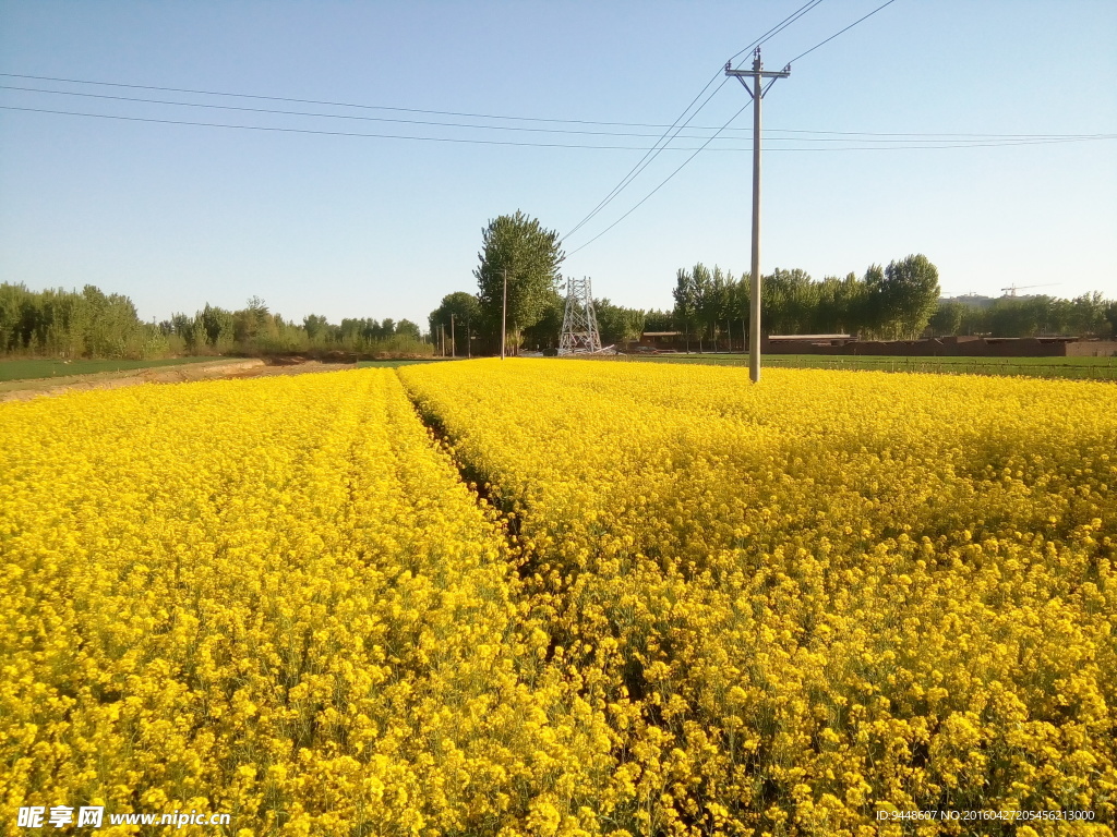 油菜花田