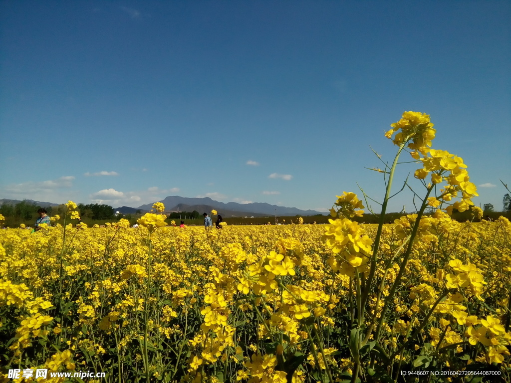油菜花田