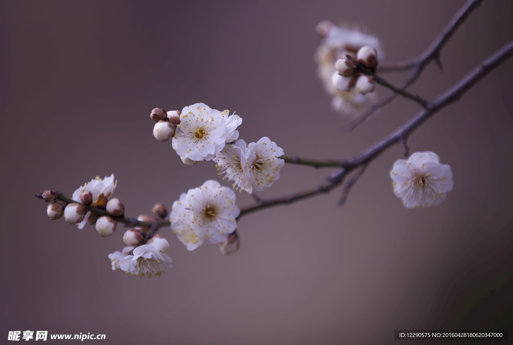 梅花