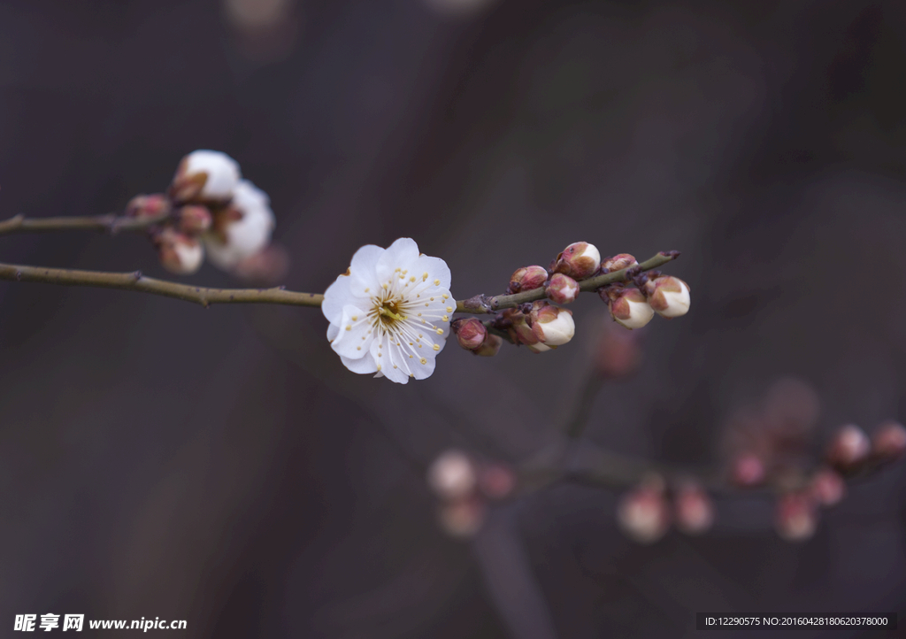 梅花