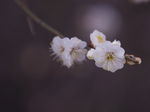 梅花