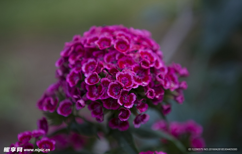 鲜花
