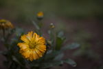 鲜花