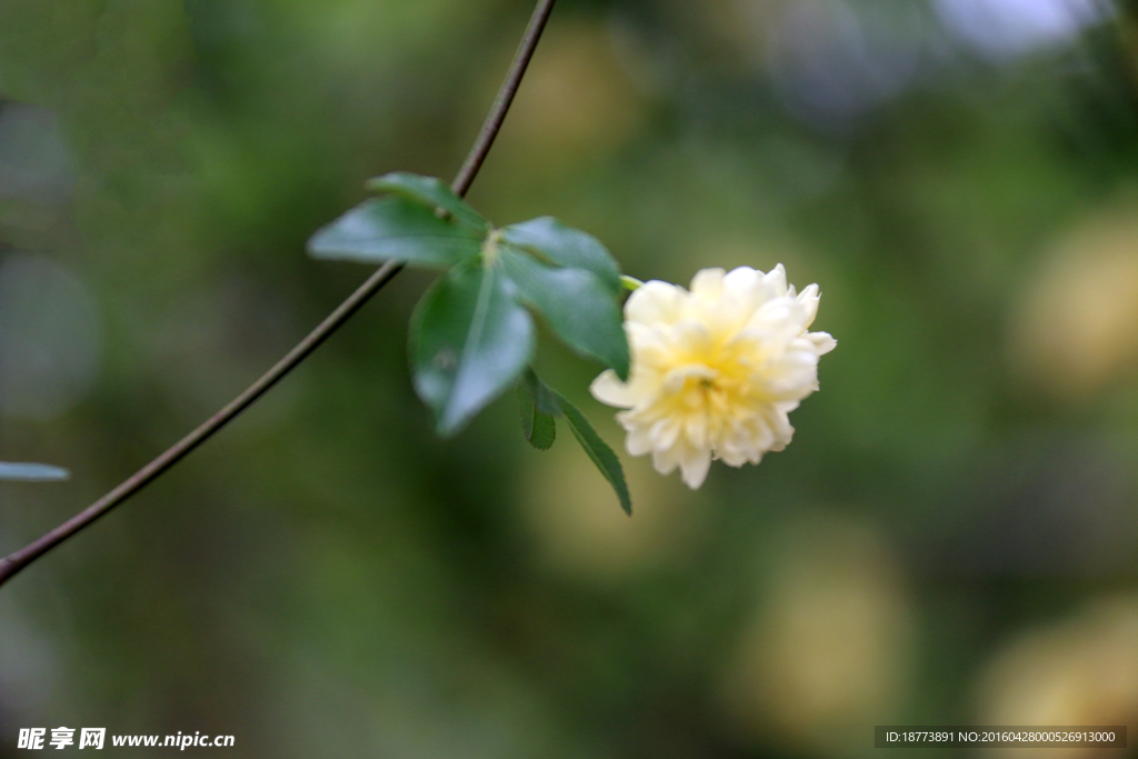 黄木香花