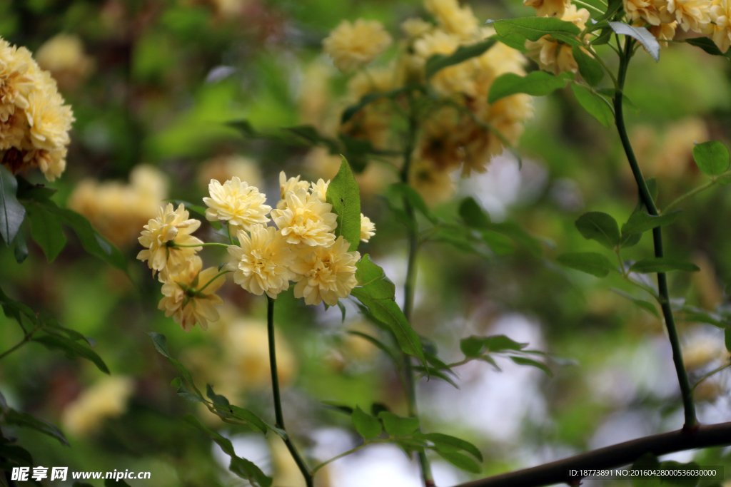 黄木香花开正盛