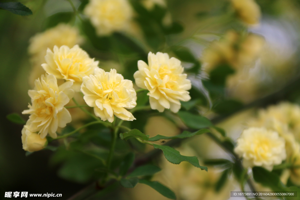 木香花开