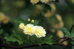 木香花海