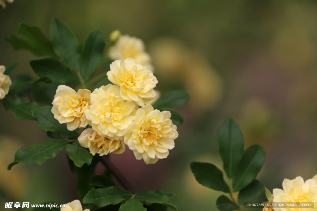 木香花