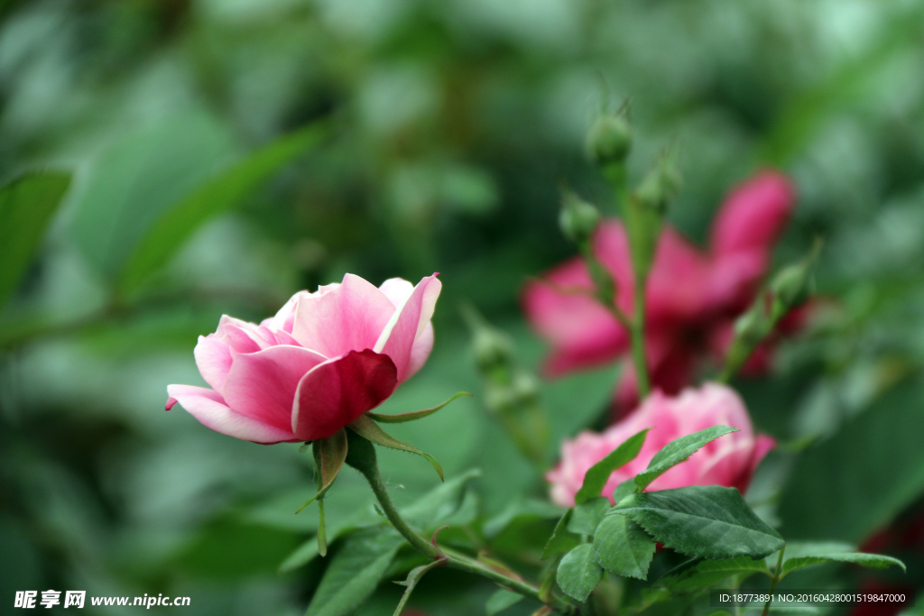 月季花图片素材