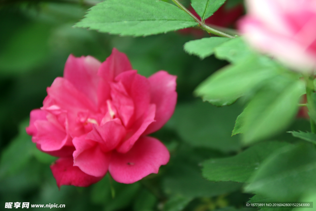 月季花图片素材