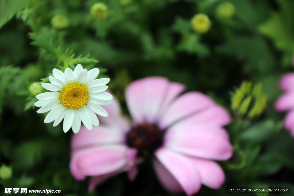 雏菊