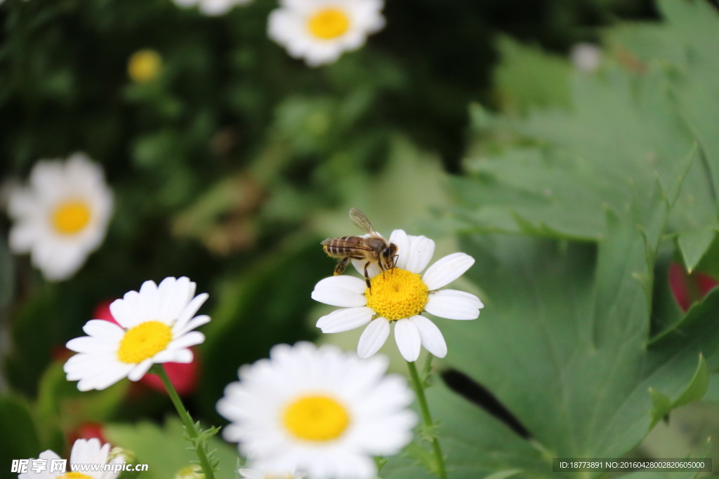 花与蜂