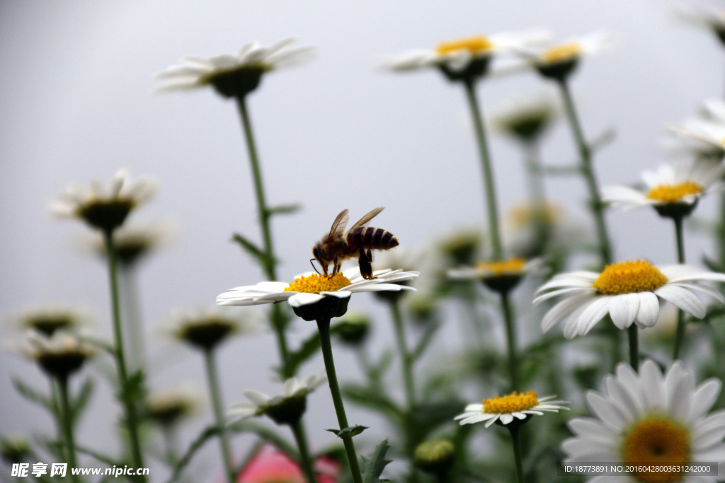 蜜蜂寻花