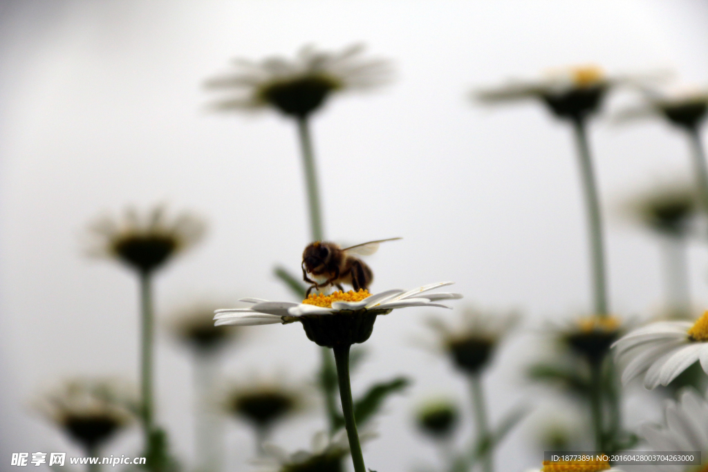 小雏菊花