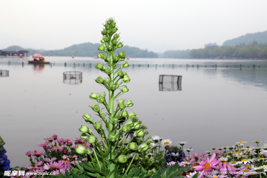 野芝麻开花节节高