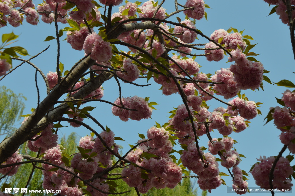 樱花