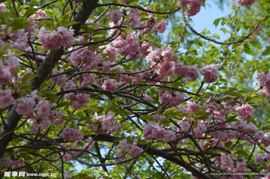 樱花