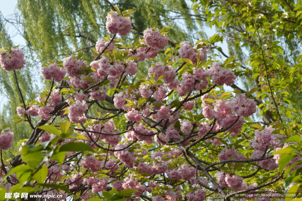 樱花