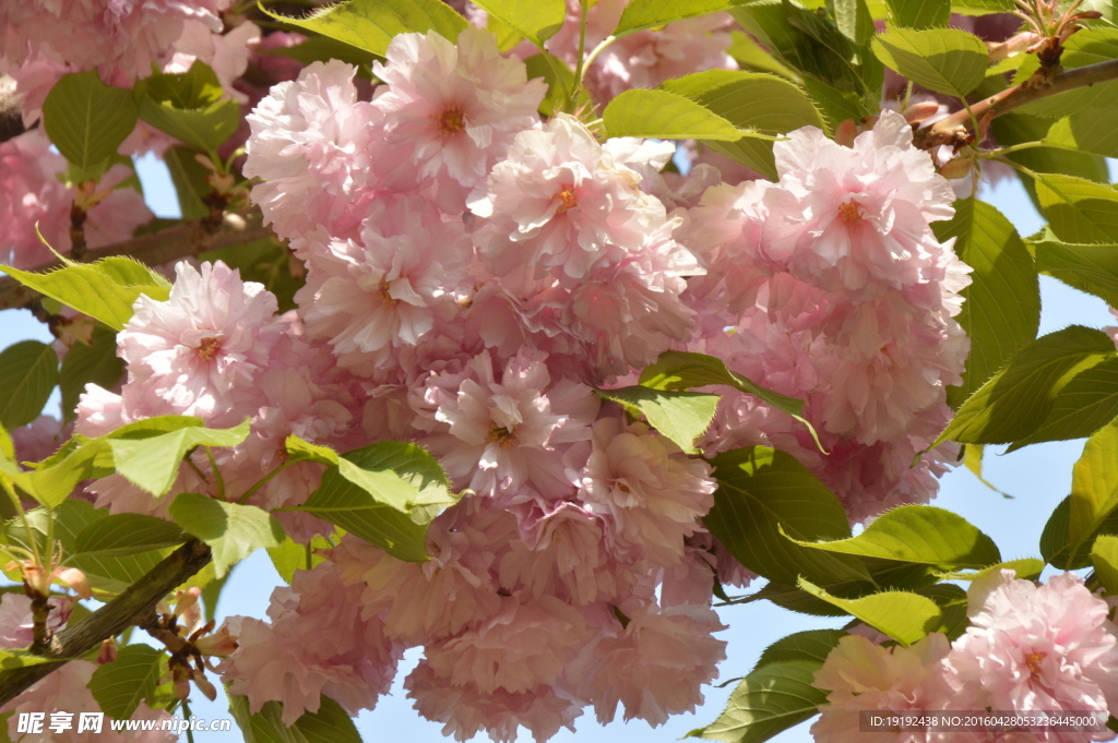 樱花