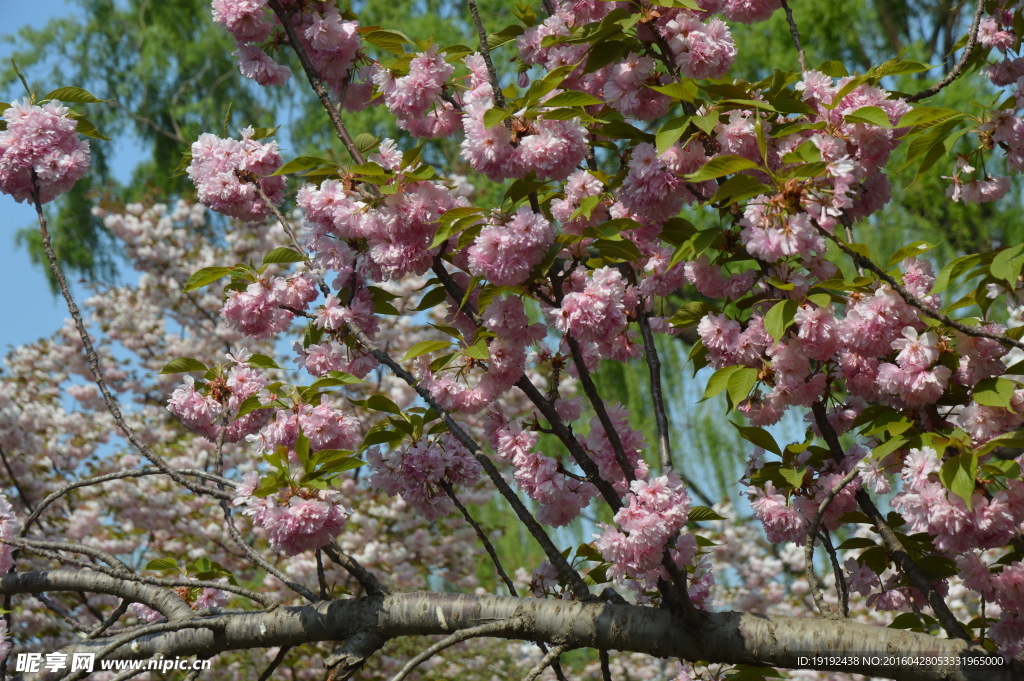 樱花