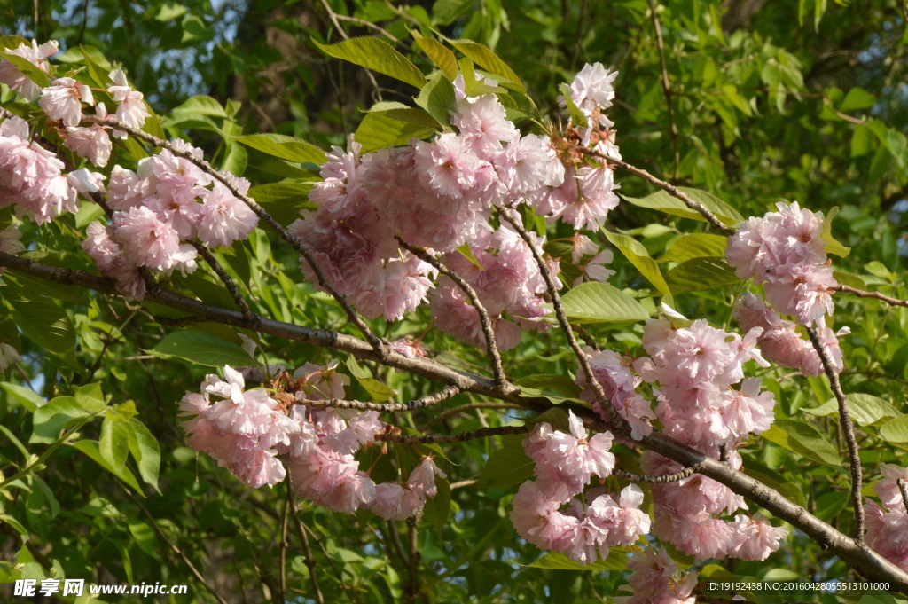 樱花