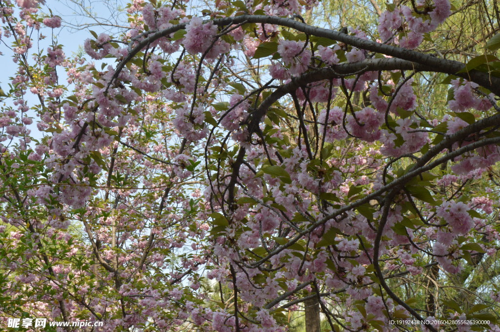 樱花