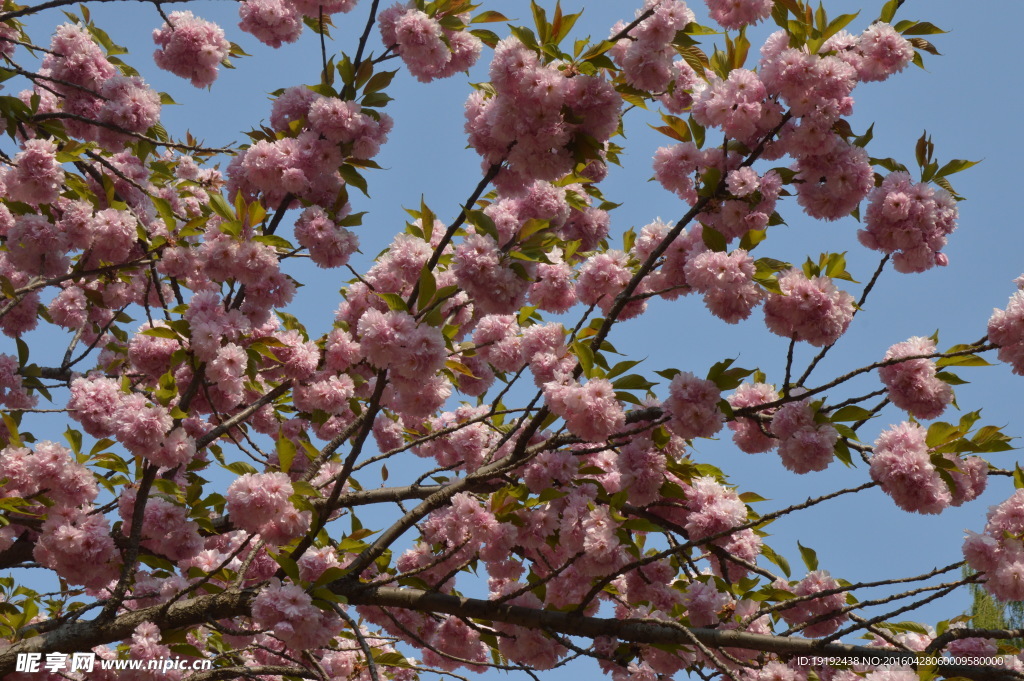 樱花