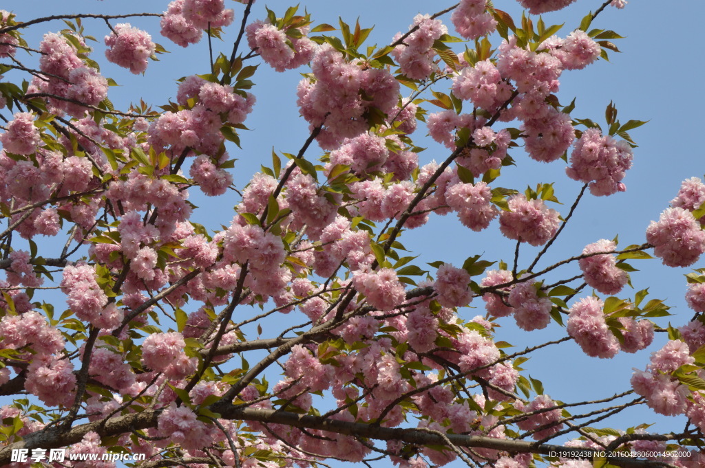 樱花