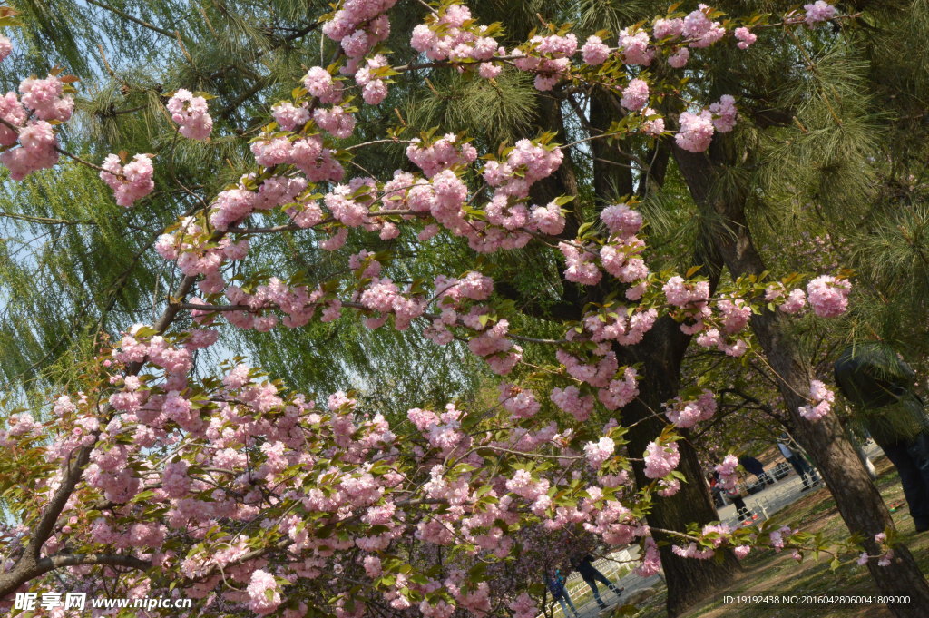 樱花