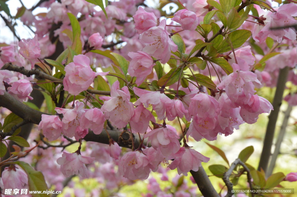 樱花