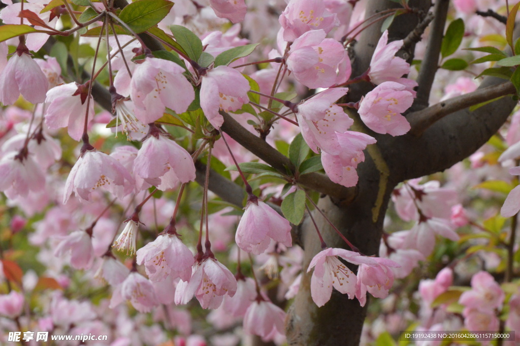 樱花