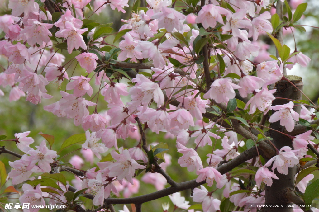 樱花