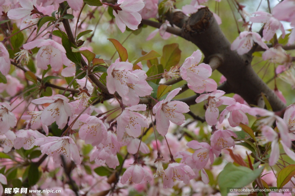 樱花