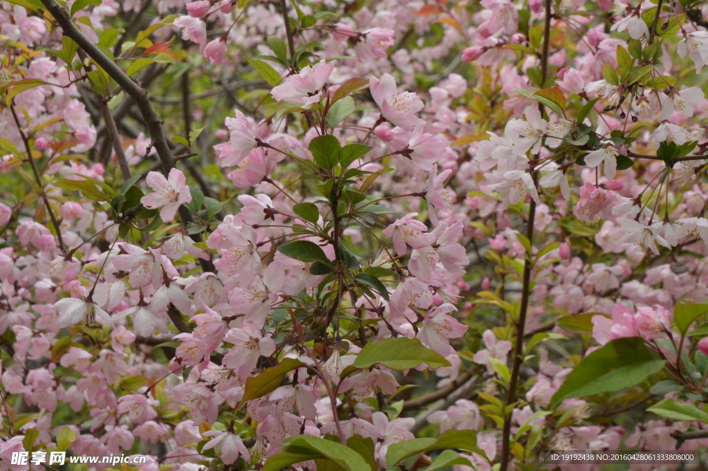 樱花