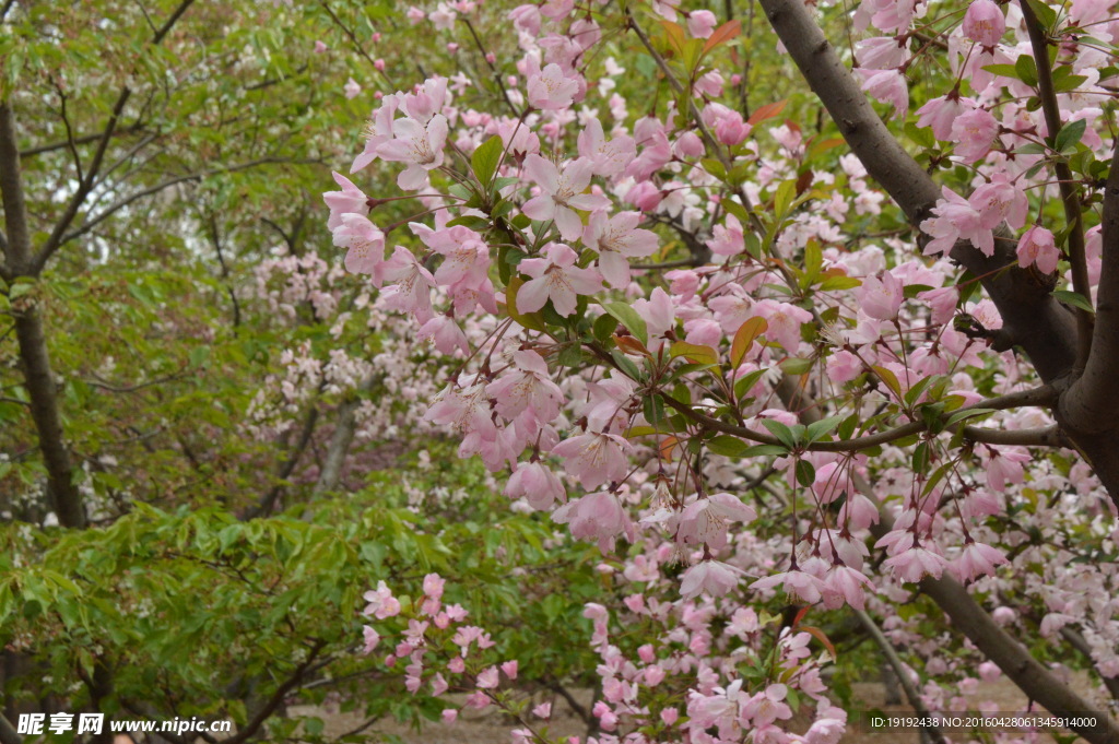 樱花