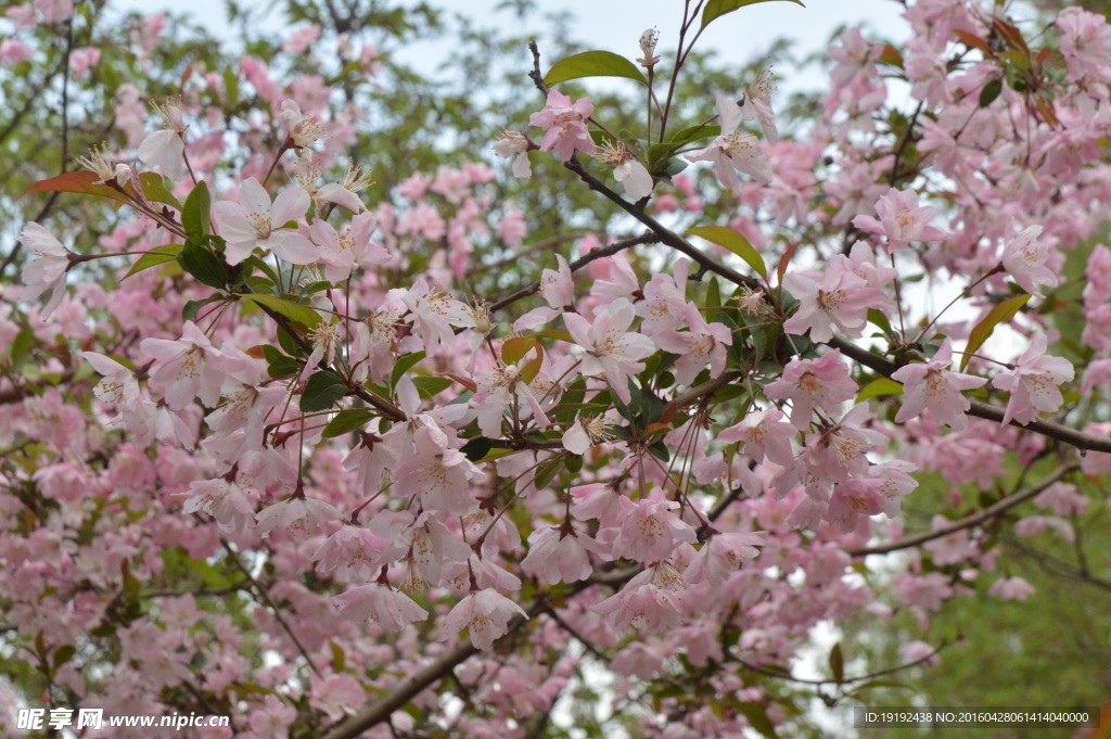 樱花