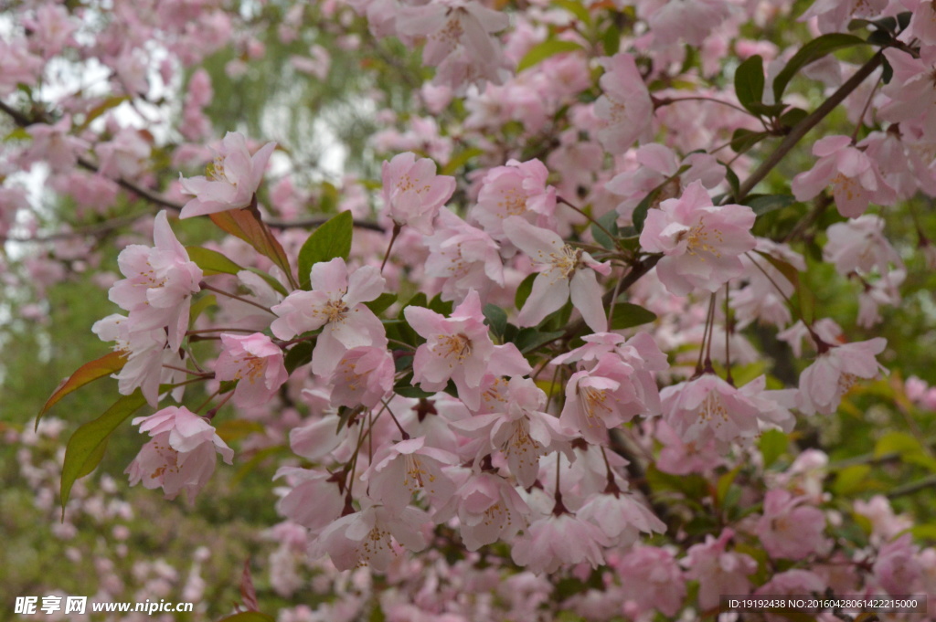 樱花