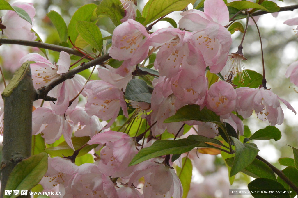 樱花