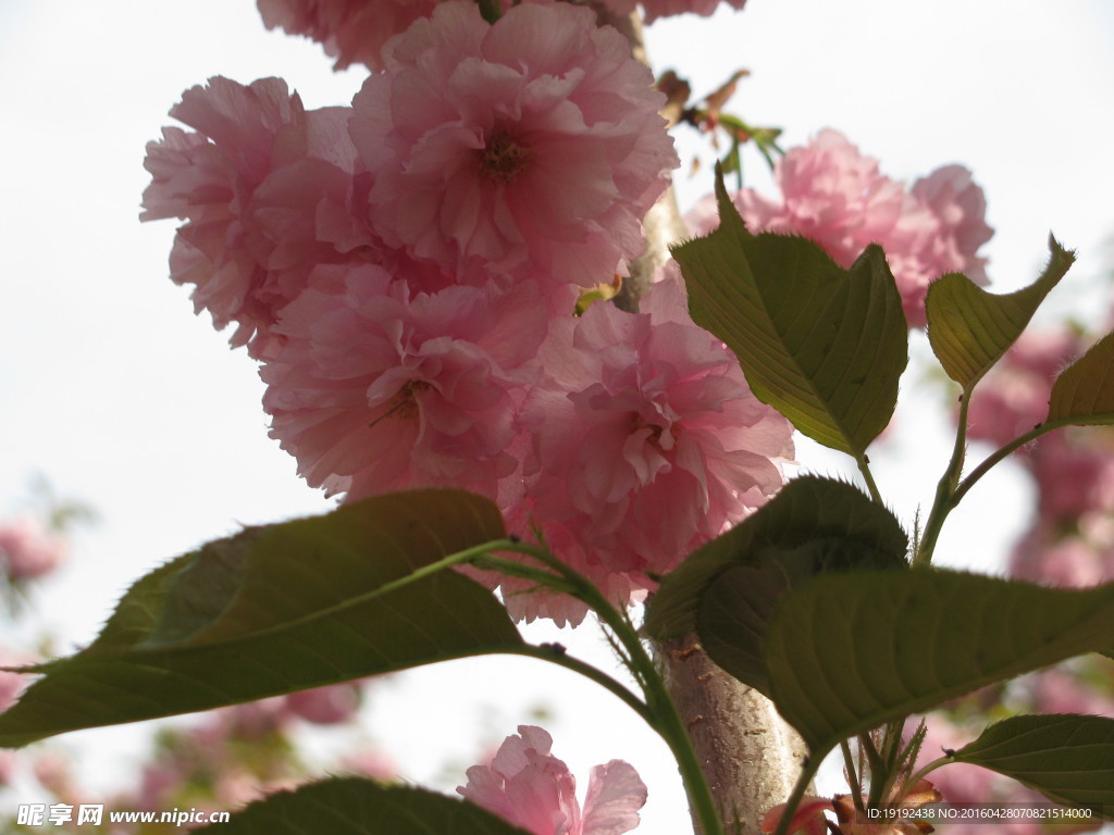 樱花
