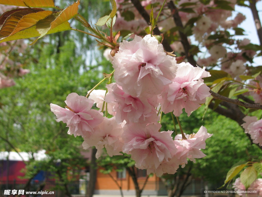 樱花