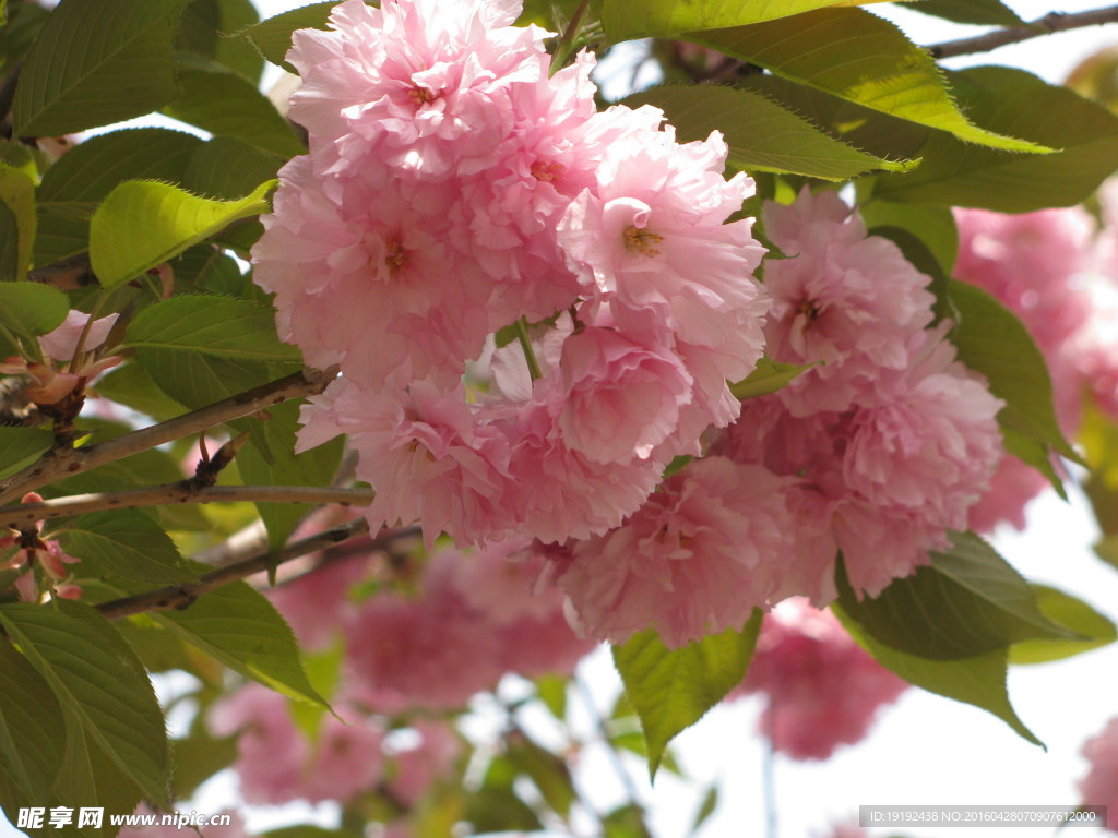 樱花