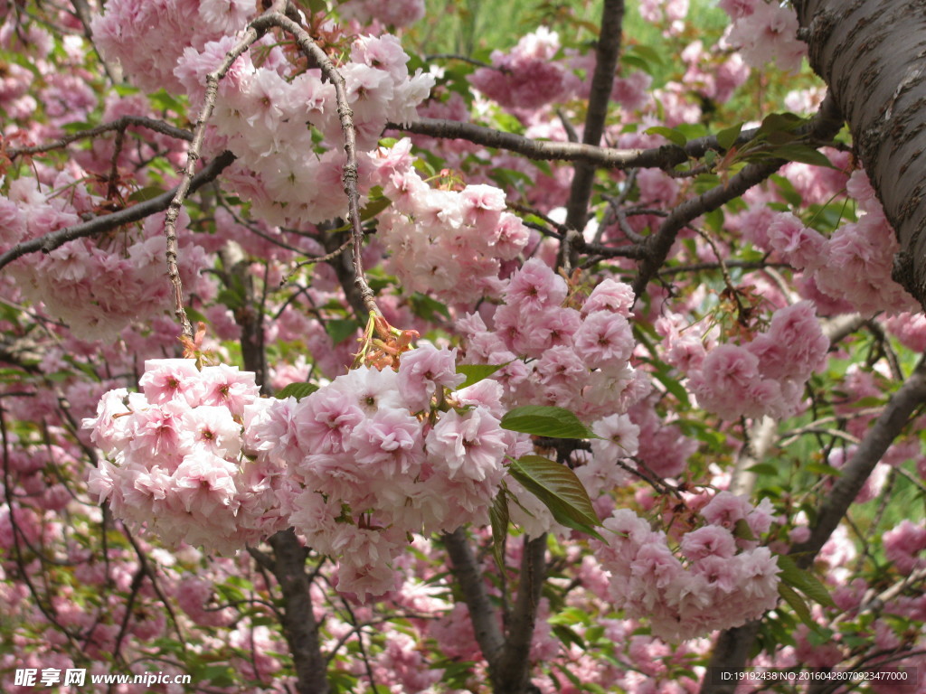 樱花